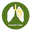 Bronchial Tubes